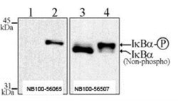 IkB-alpha, p Ser32, p Ser36 Antibody (39A1413) - BSA Free, Novus Biologicals:Antibodies:Primary